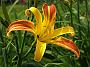 Hemerocallis Jean_McDade_Schreiner1943